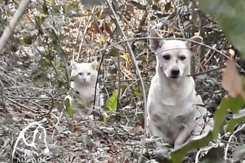 Cane e gatto inseparabili, storia di un'amicizia incredibile