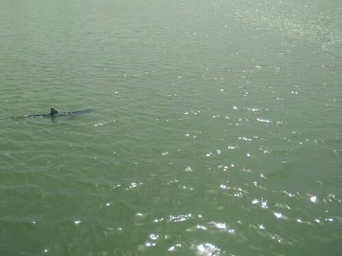 Squalo di due metri avvistato tra Ostia e Fiumicino
