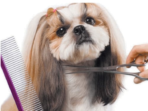 Taglio chic per il cane: è boom anche in Italia. Ecco il parrucchiere per Fido