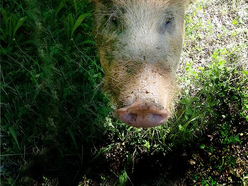 La maialina scomparsa fa 50 chilometri per ritrovare la sua padrona