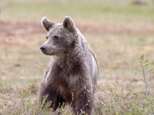 Trentino, muore un altro orso. Per il cucciolo fatale l’incidente con un’auto