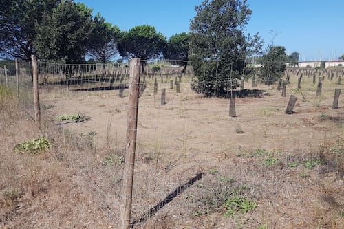 Ostia, la pineta delle Acque Rosse "piange" 40mila alberi: piantati sei mesi fa e già morti