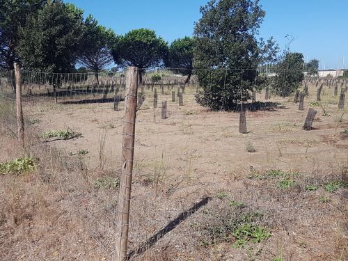 Ostia, la pineta delle Acque Rosse "piange" 40mila alberi: piantati sei mesi fa e già morti