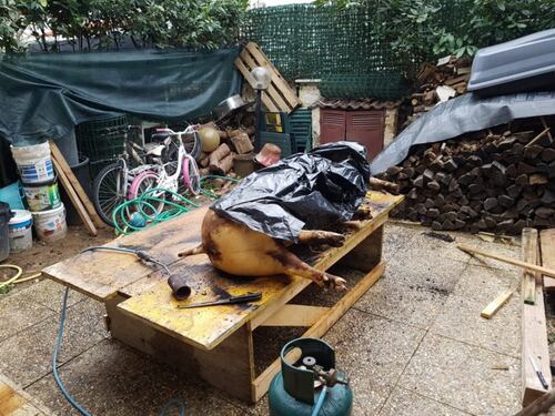 Macellano un maiale in casa, le urla strazianti allarmano i vicini