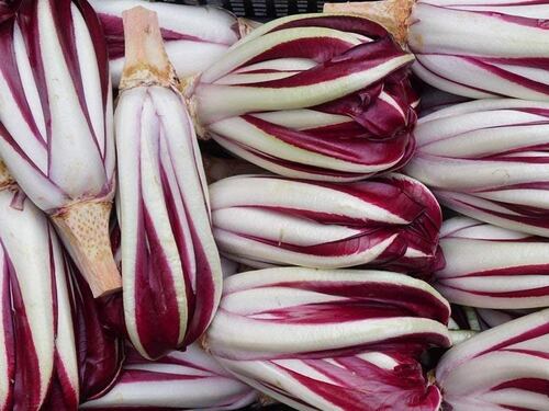 Tempo di radicchio, il fiore d'inverno