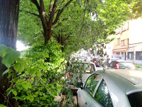 Via di Portonaccio invasa da piante e rami spezzati