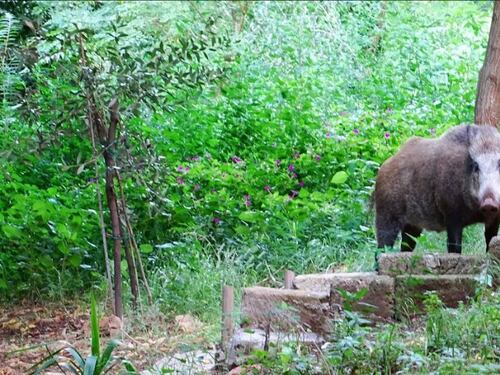 Raid e aggressioni, cinghiali padroni dalla Cassia a Spinaceto