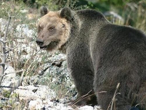 Dalla parte dell'orso M49