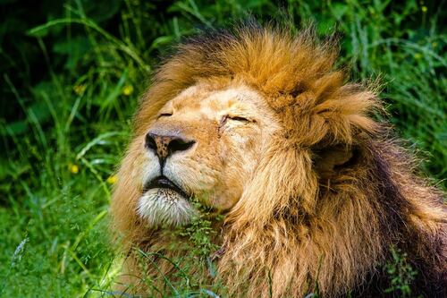Ladispoli, un leone è scappato dal circo: via alla caccia e allarme per i cittadini