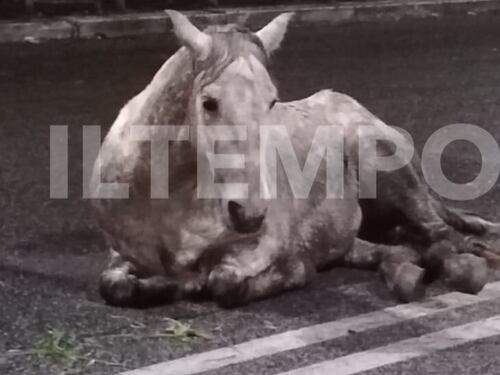 Fugge dal maneggio, cavallo ferito in mezzo alla strada