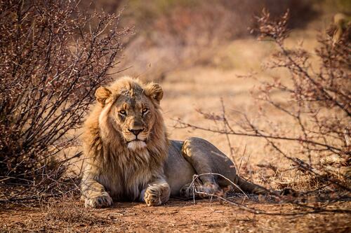 Africa, ucciso il leone più vecchio del continente. Addio al “simbolo di resilienza”