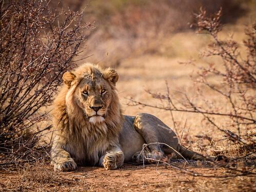 Africa, ucciso il leone più vecchio del continente. Addio al “simbolo di resilienza”