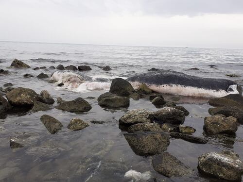 Ostia, capodoglio morto sulla spiaggia. La sua lunghezza è sorprendente