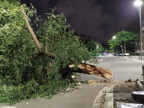Un albero piomba sull'auto: salve due ragazze al quartiere Trieste. Via Olanda, viene giù un tronco