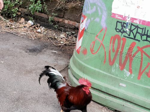 Capitale bestiale. Spunta il gallo a passeggio per Testaccio