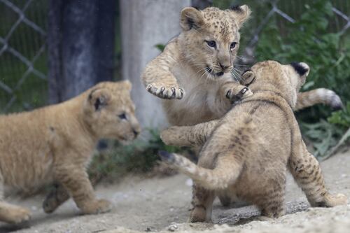 Positivi al Covid sei leoni e tre tigri allo zoo di Washington
