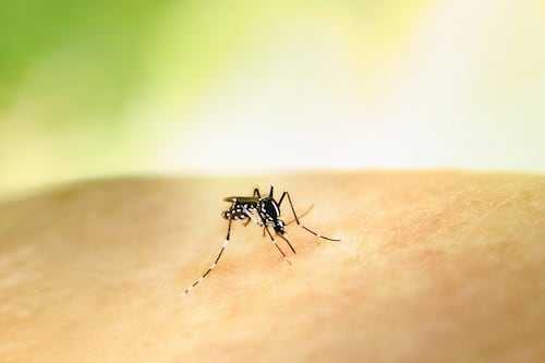 West Nile a Roma, primo caso: il quartiere in cui può essere avvenuto il contagio