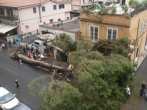 Viene giù un pino di venti metri, dramma sfiorato a Guidonia