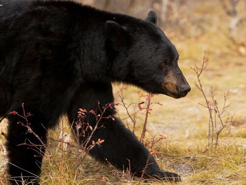 Orso aggredisce padre e figlio sul Monte Peller: fratture e ferite per entrambi