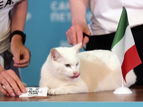 Dolore o piacere? Ecco perché il tuo gatto tira fuori la lingua