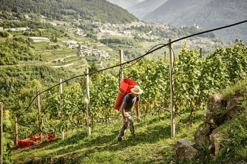 Una Cuvée dai migliori vitigni di montagna