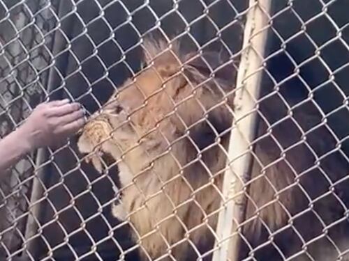 Dramma davanti al recinto del leone: mette la mano e la bestia non perdona