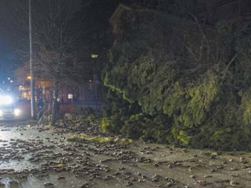 Vento su, alberi giù. Un ferito e strage di uccelli