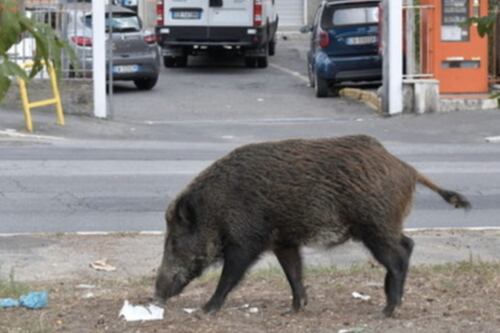 Peste suina, la zona rossa si allarga: le aree coinvolte. Ritrovamento choc: cucciolo di cinghiale decapitato