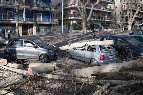 Aventino, platano di 25 metri crolla su un'auto: ferita una donna