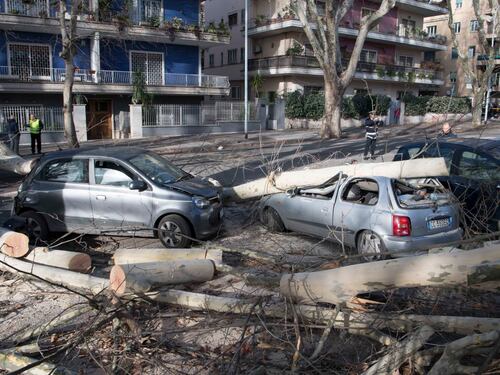 Aventino, platano di 25 metri crolla su un'auto: ferita una donna