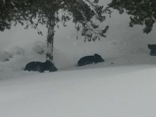 Centro Italia tra scosse e neve: paesi sepolti e cinghiali per le strade