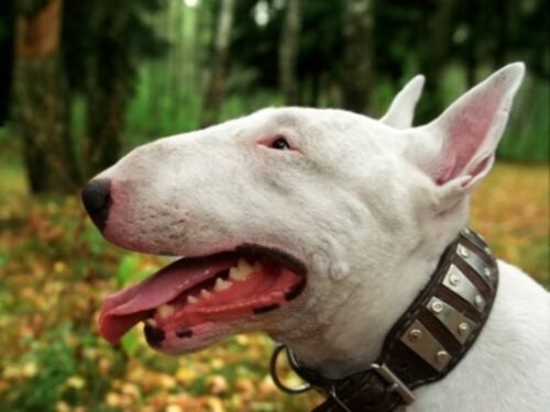 Addestratore muore sbranato da un cane
