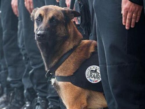 Cani dell'esercito in adozione. Ecco come avere a casa un eroe a quattro zampe