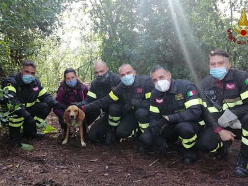 Cane caduto in un dirupo a Villa Ada salvato dai vigili del fuoco. Che spettacolo
