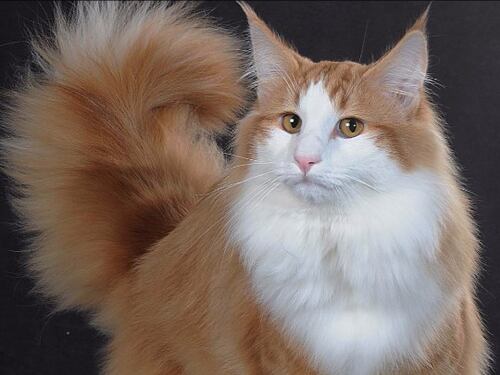 Torna a Roma il Supercat Show