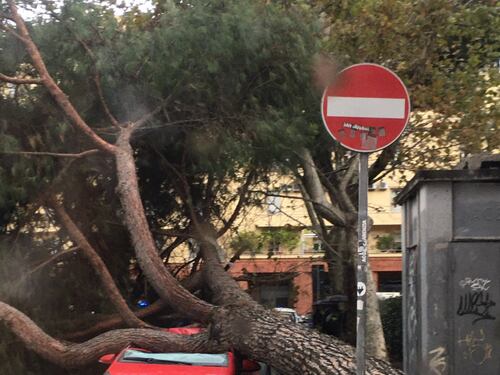 A Roma piovono alberi. Travolto in auto, un ferito grave ai Castelli