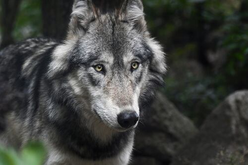 Troppi lupi in Svizzera, protesta choc: carcasse di pecora in piazza