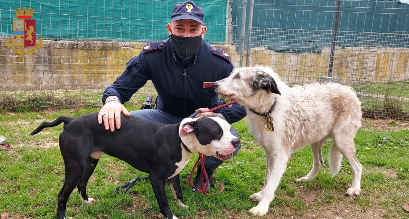 Roma, picchia i cani per strada: "Non sentono dolore". Padrona denunciata dalla polizia