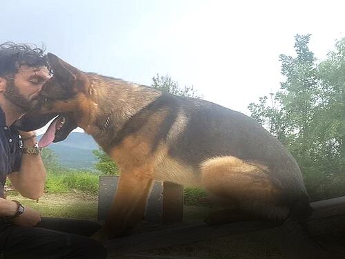 Avvelenato Kaos, il cane dei soccorsi ad Amatrice