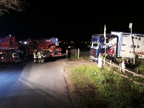 Camion va fuori strada. Salvati 30 tori in pericolo