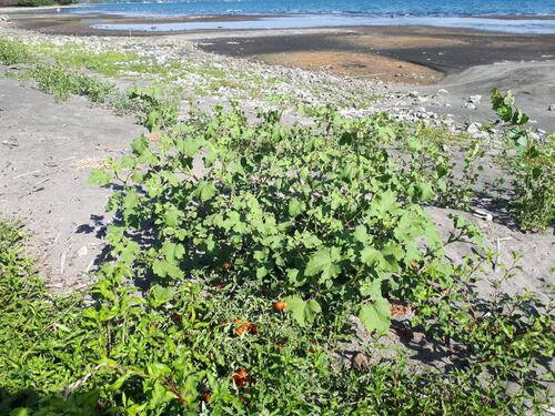 Il lago di Bracciano diventa un orto