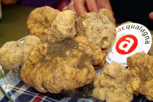 Grand Tour delle Marche ad Acqualagna con il tartufo bianco