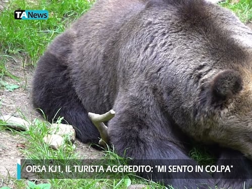 Orsa KJ1, “mi sento in colpa”. Il dolore del turista aggredito prima dell’abbattimento