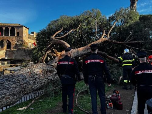 Albero crolla ai Fori Imperiali, tre feriti. È il terzo in un mese