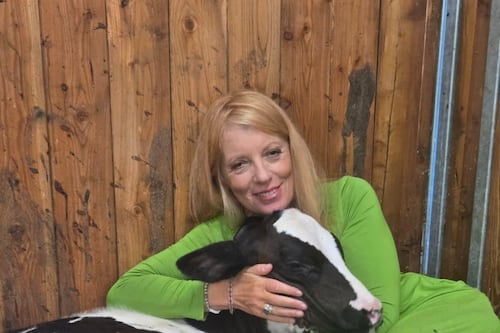 Animali, Brambilla riscatta la mucca fuggita da un macello in Brianza e la adotta