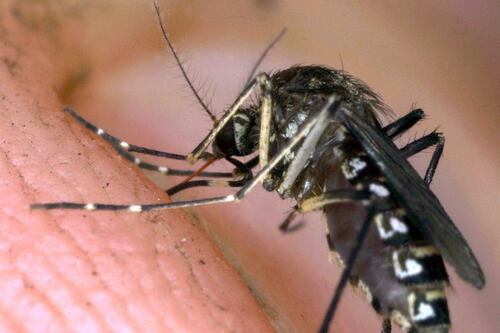 Dengue, la zanzara tigre si sta risvegliando. L'esperta: ecco dove sta circolando