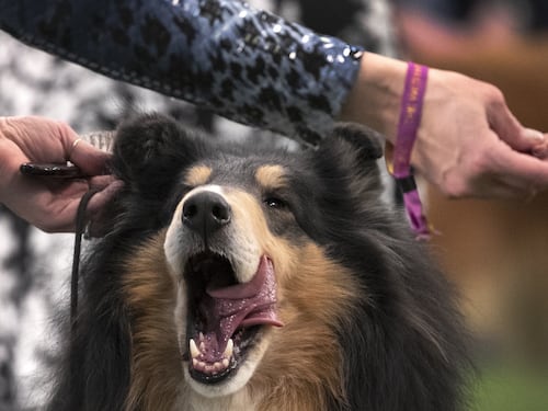 Cani e gatti stressati dal rientro dalle vacanze