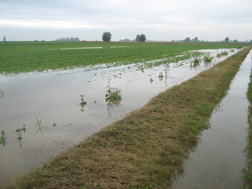 Altro che Burian, inverno troppo caldo. Agricoltura in ginocchio