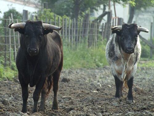 Toro scappa dal circo. Catturato a via di Tor di Quinto