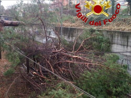 Aurelia Cade albero sui binari, bloccata la linea ferroviaria Roma-Civitavecchia